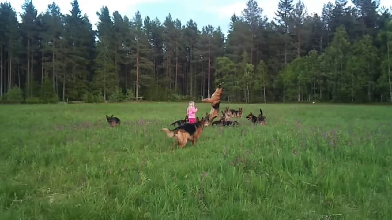 little girl playing with dogs