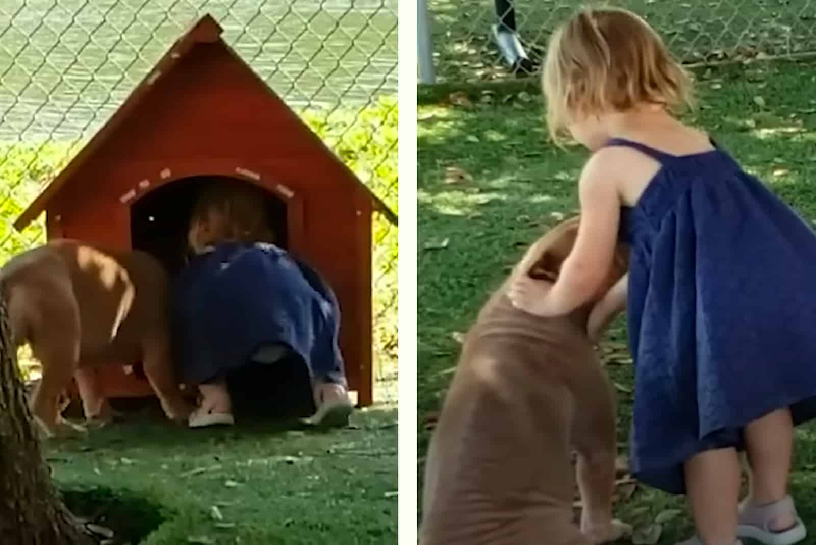 little girl playing with pitbull