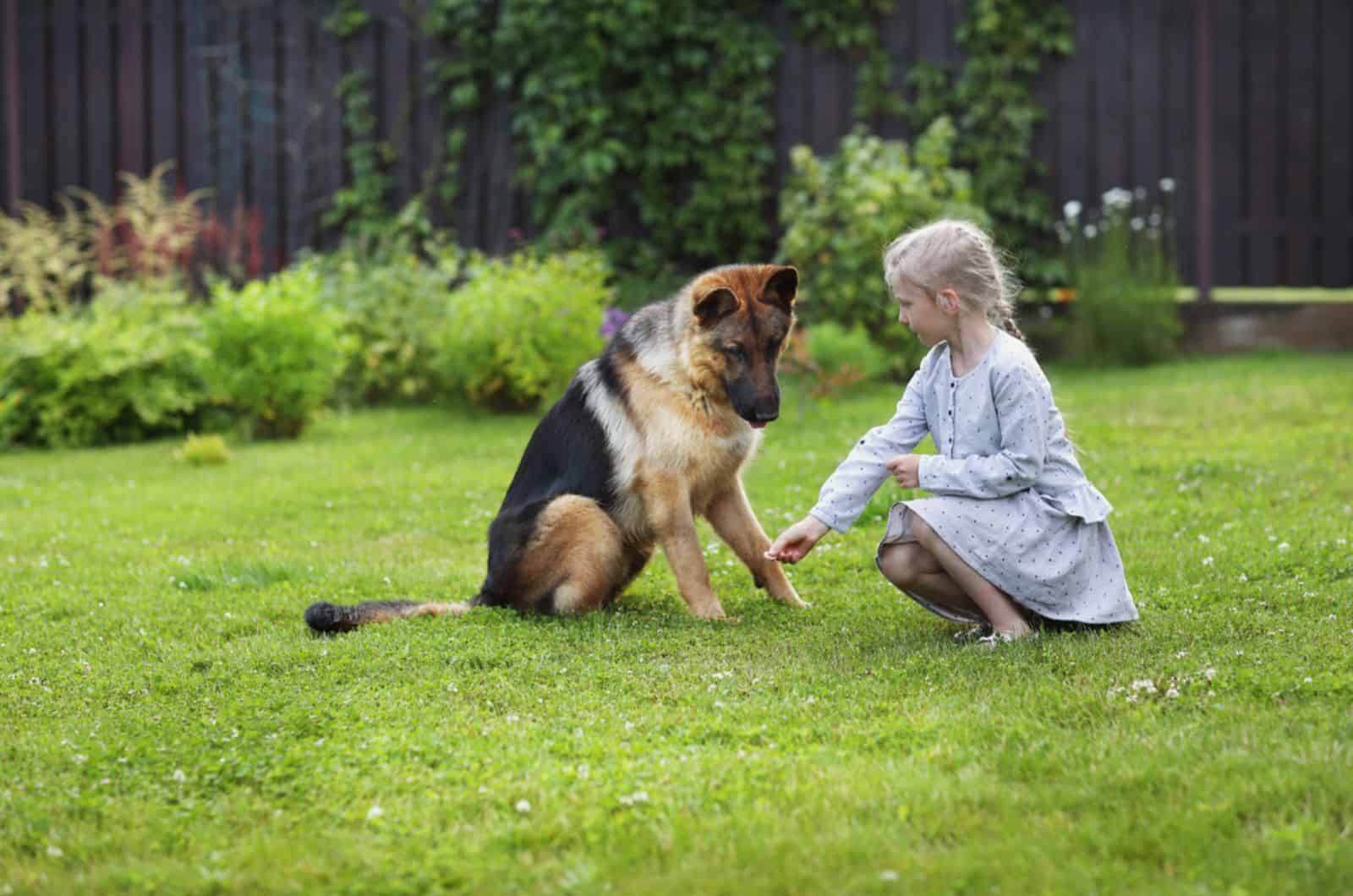 little girl training her german shepherd in the yard