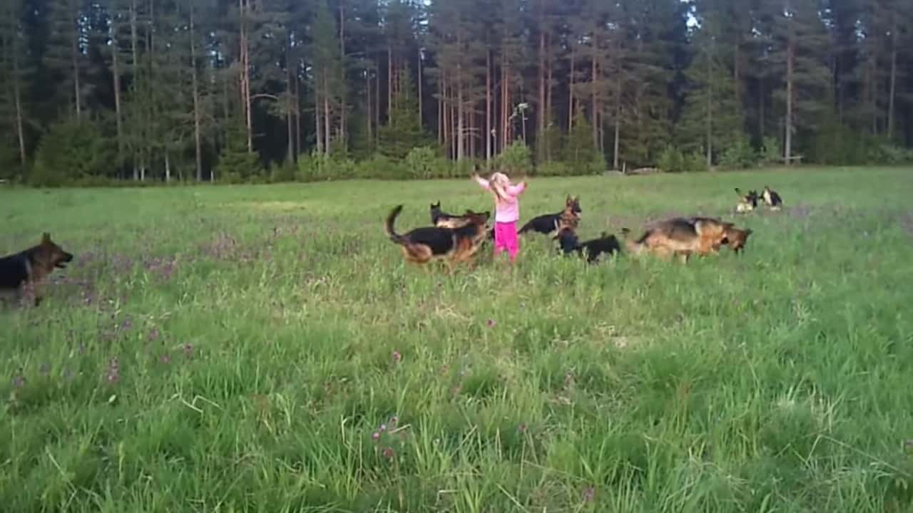 little girl with dogs