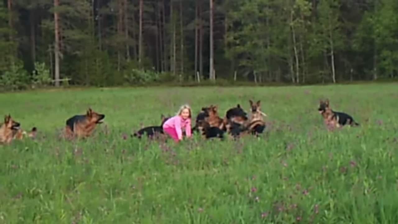 little girl with german shepherds