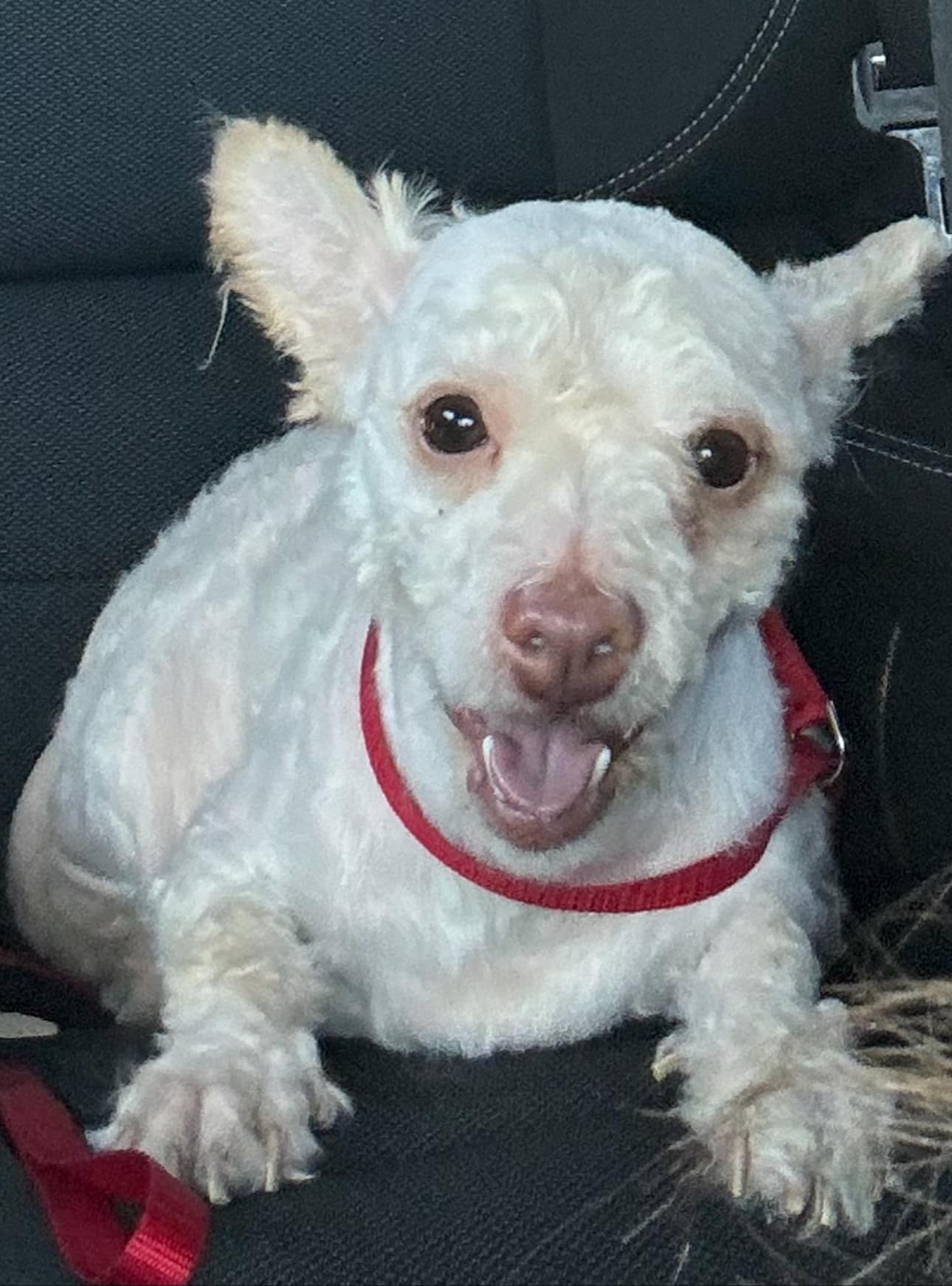 little happy dog in a car