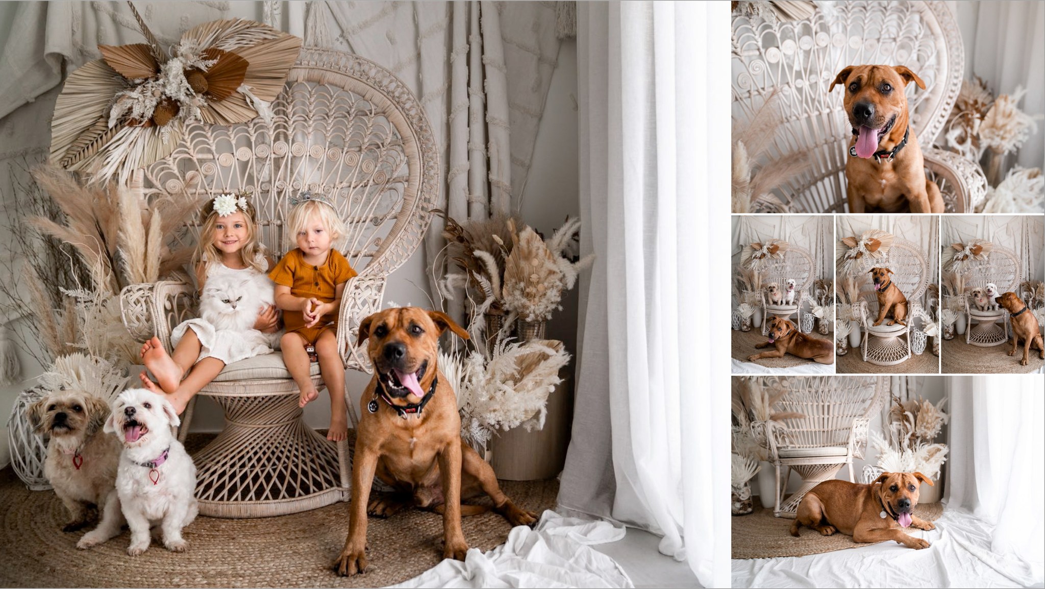 little kids sitting in a chair with three dogs next to them