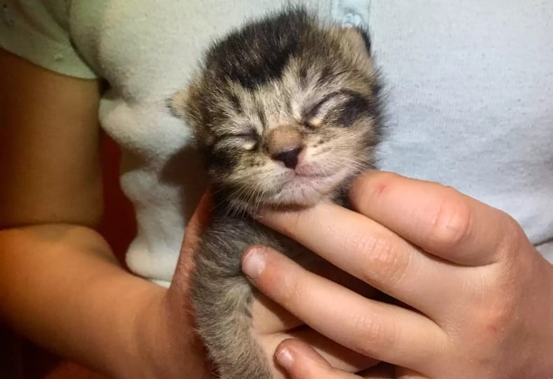 Little kitten sleeping in owners hand