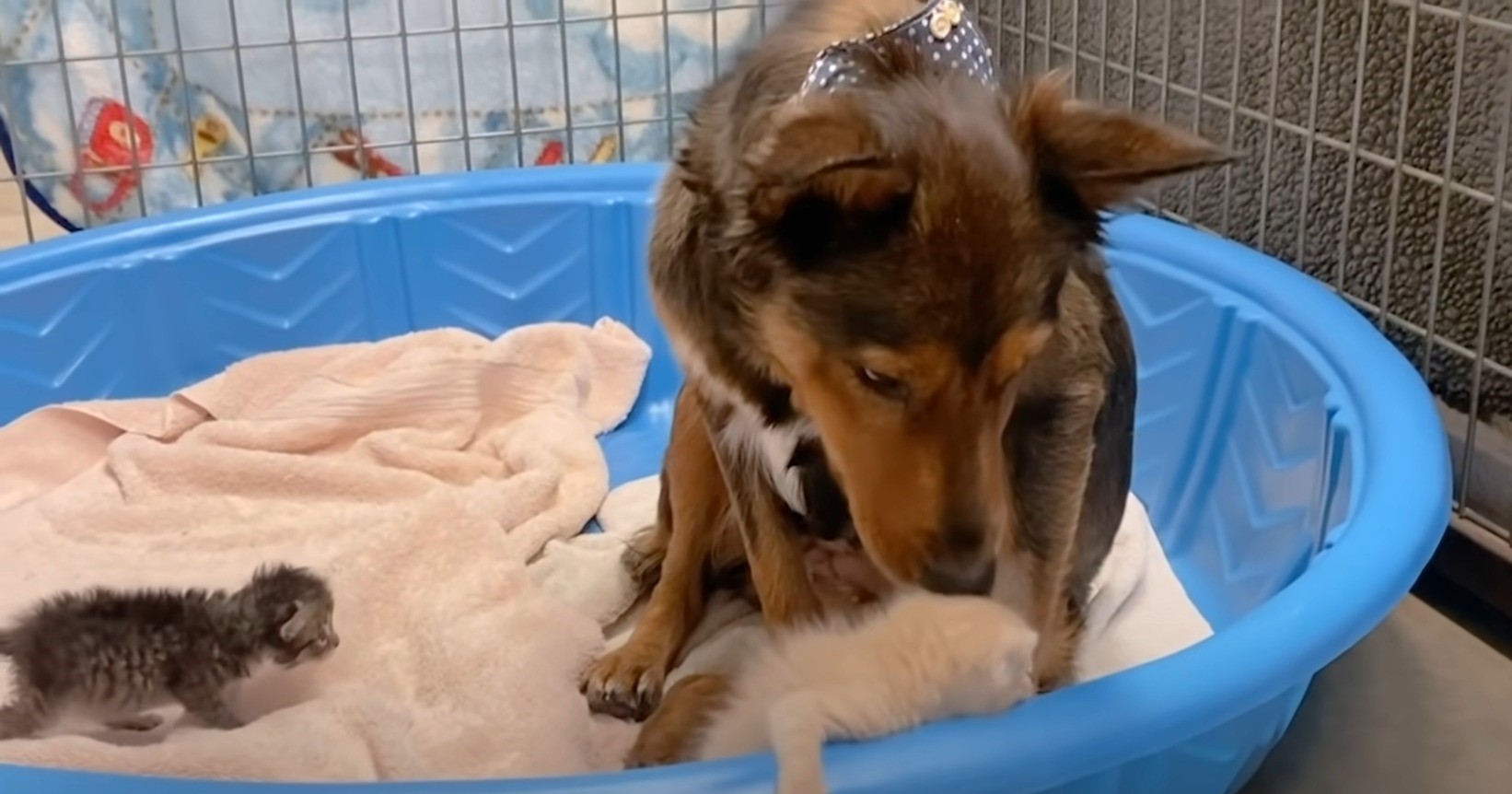 little kittens walk in a blue box next to a dog