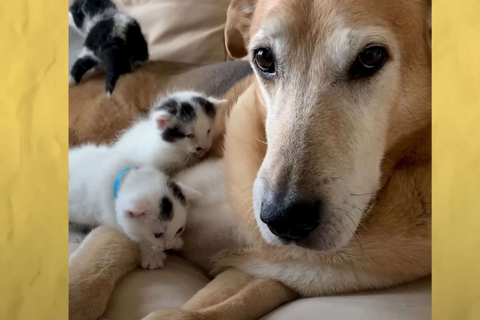 little kittens with dog