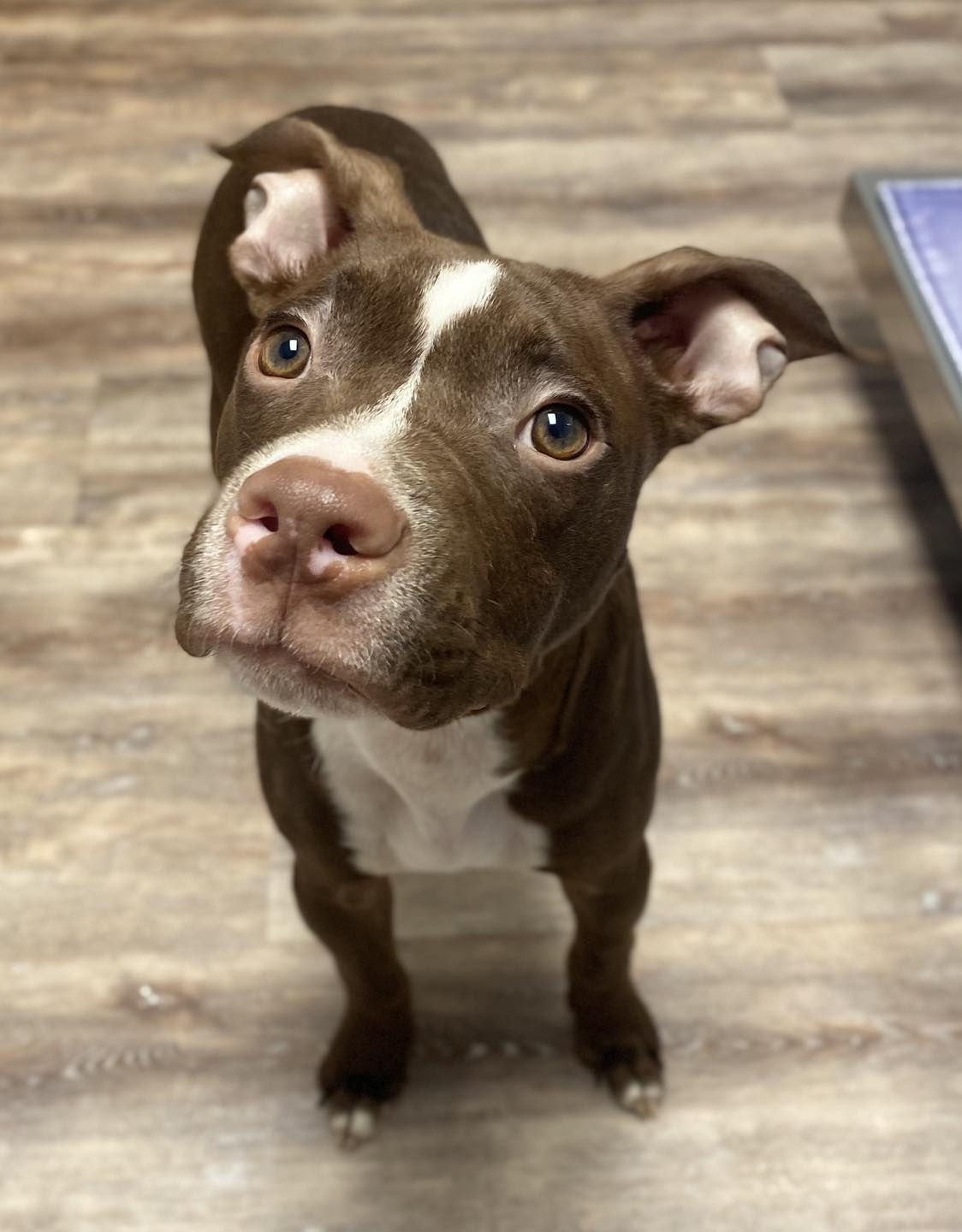 little pit bull looking up