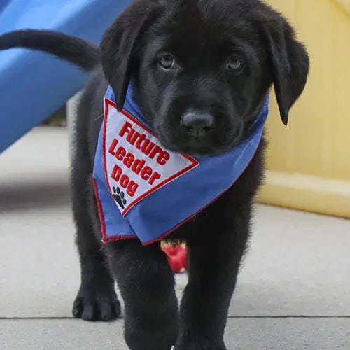 Little puppie standing in front of camera