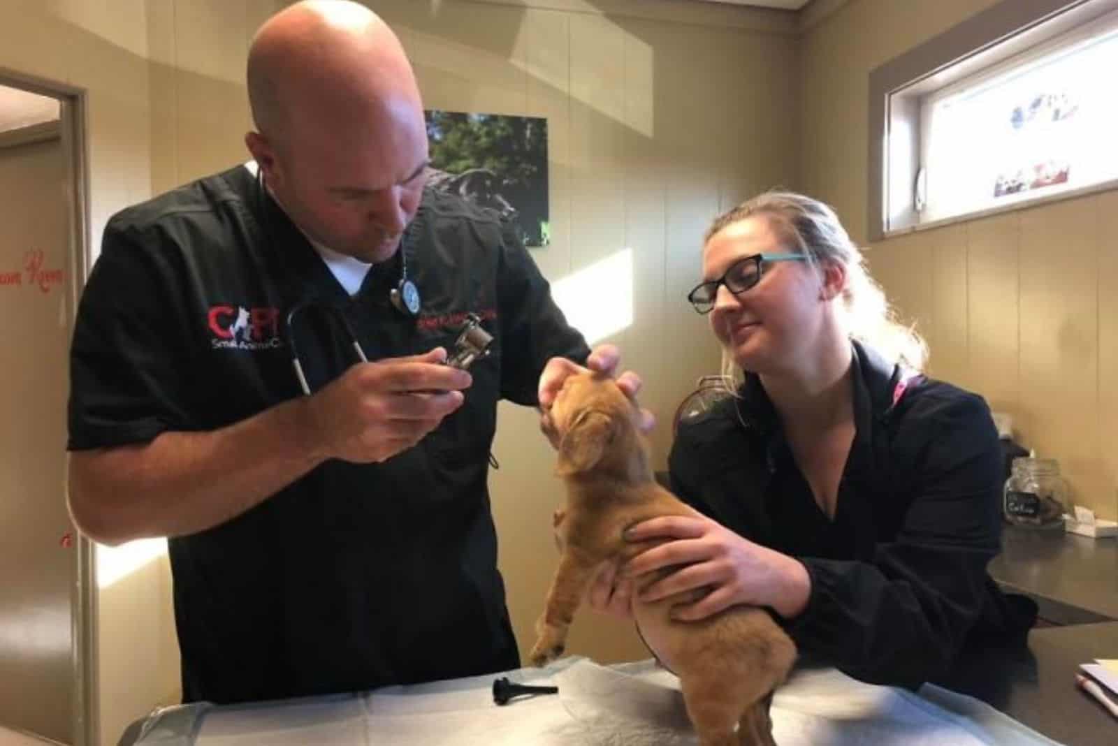 little puppy being examined after being rescued