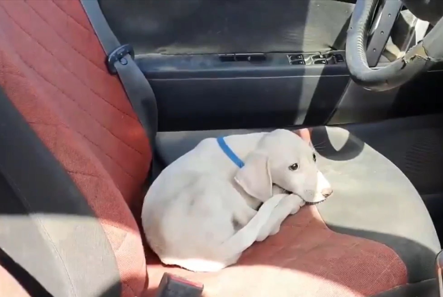 little puppy in the car