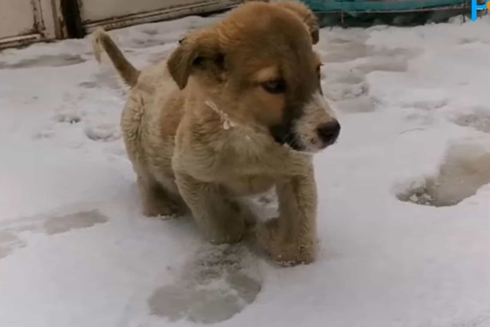 little puppy on snow
