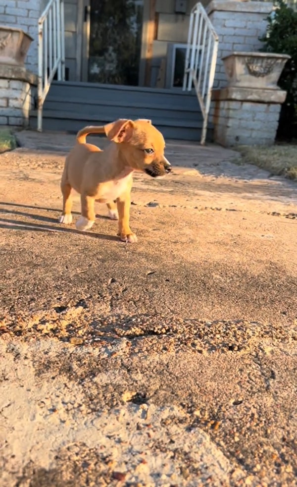 little puppy outdoor in a sunlight