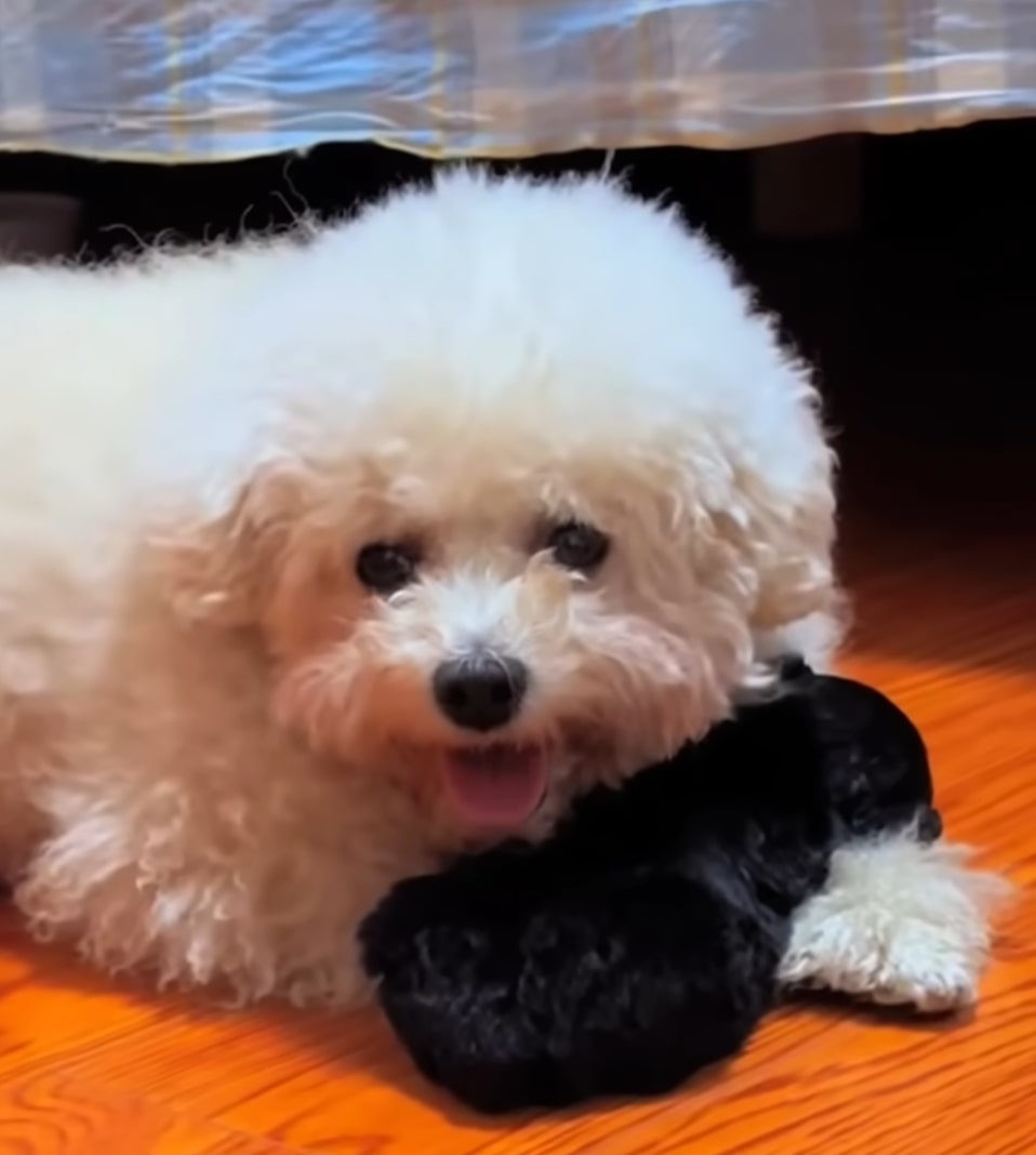 little puppy sleeping on dogs paws