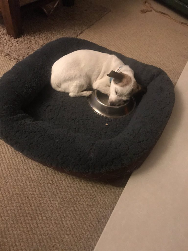 little rescue puppy sleeping on his bed and hugging his food bowl