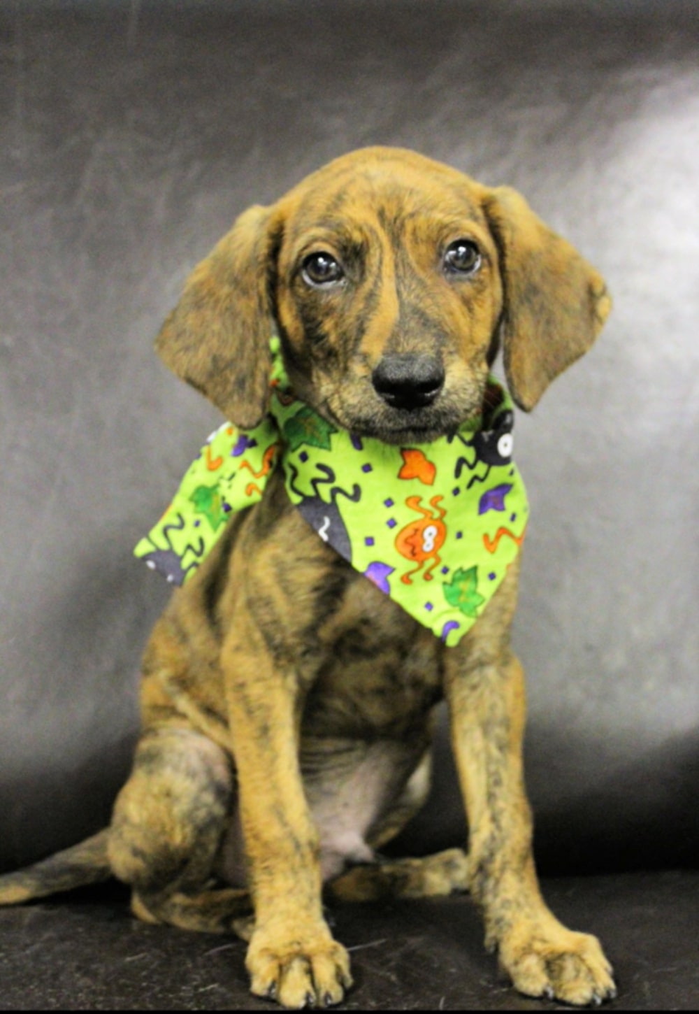 little puppy with green scarf