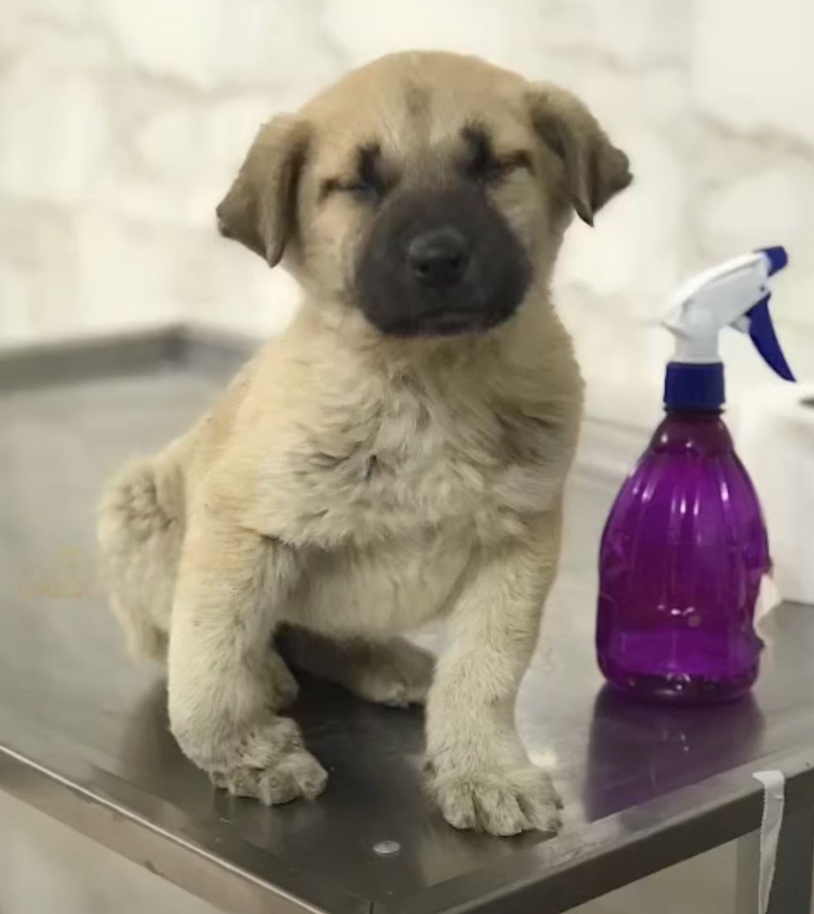 little puppy with spray