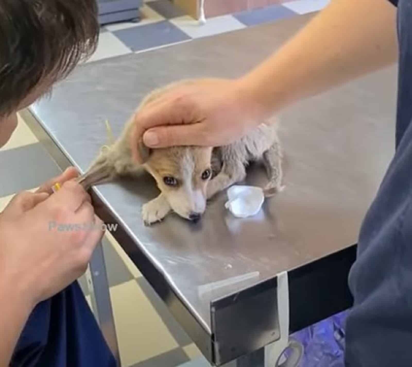 little puppy lying on table at vet