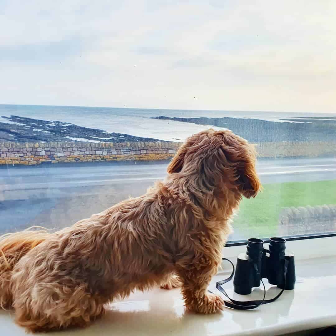 little shih tzu looking through the window