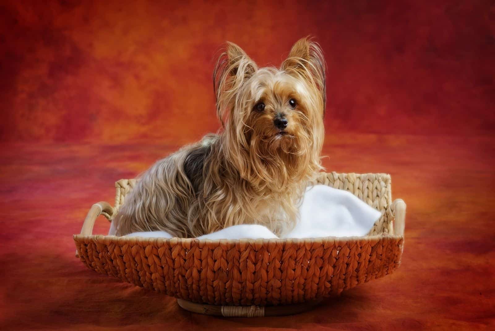 little yorkie in a basket in red background