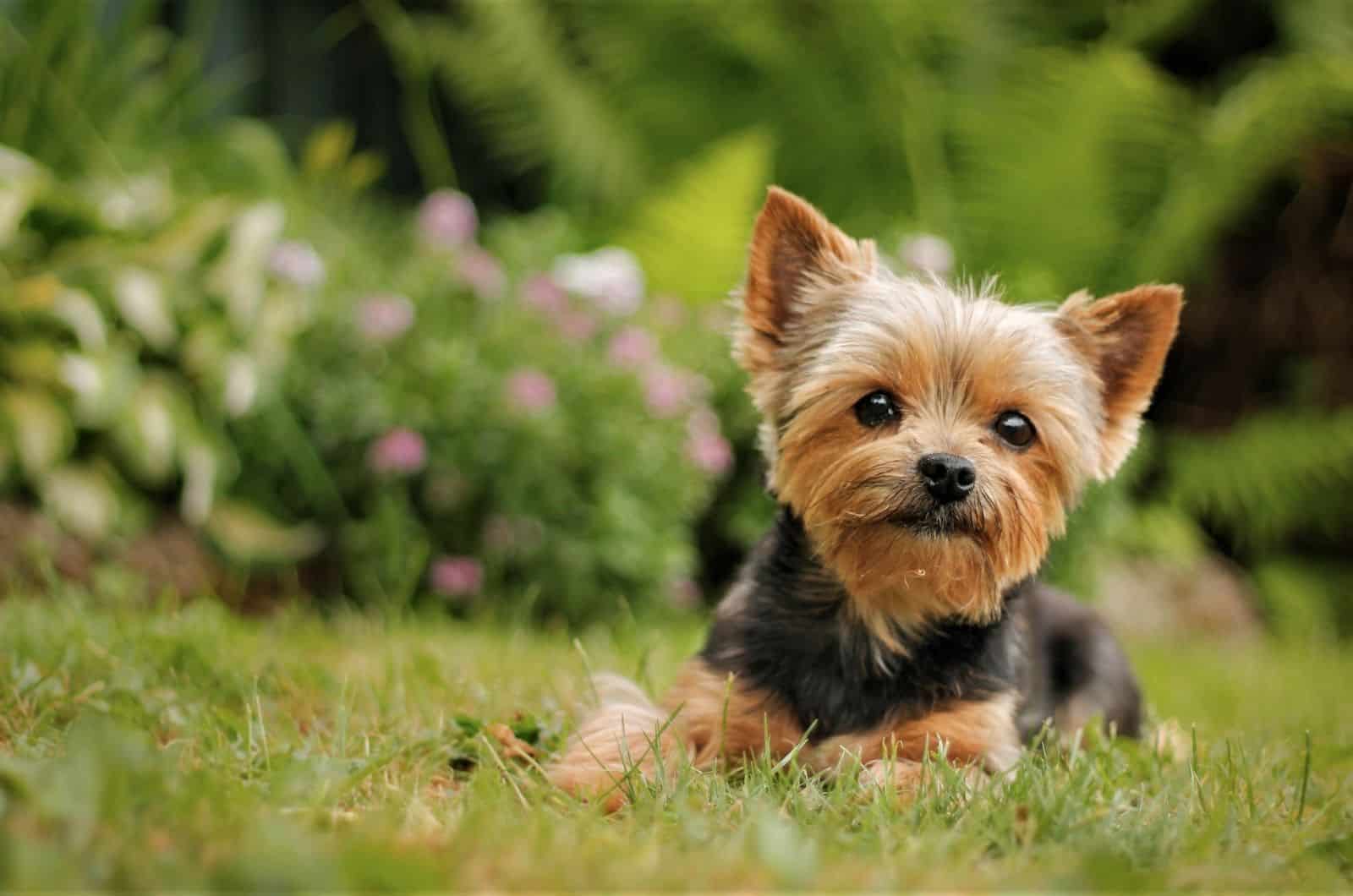 little Yorkie sitting on grass