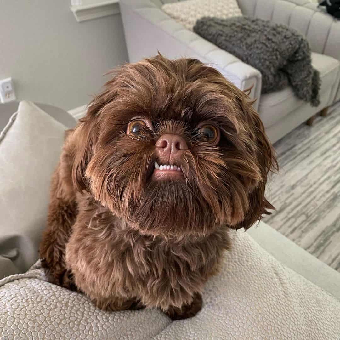 liver shih tzu