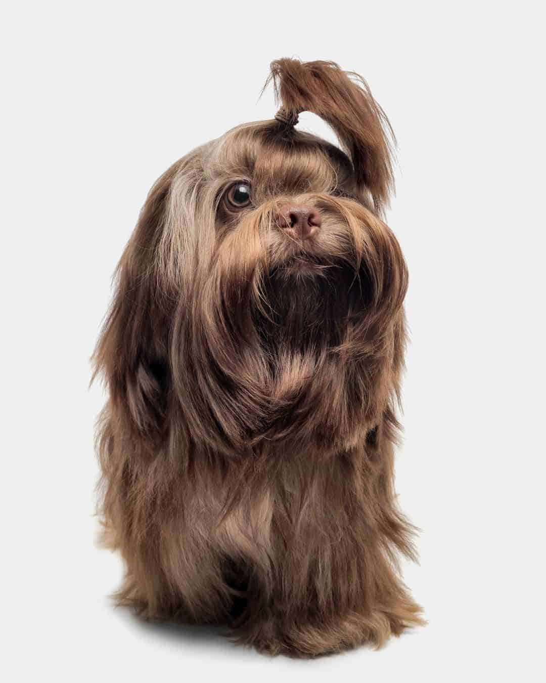 liver shih tzu