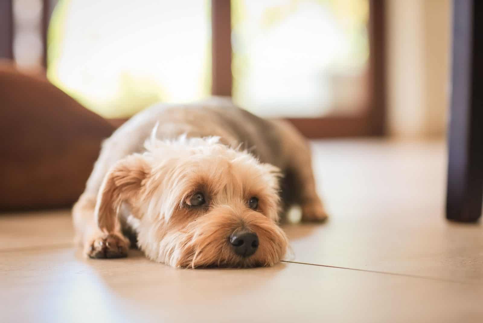 lonely yorkie poo lying flatly on the floor