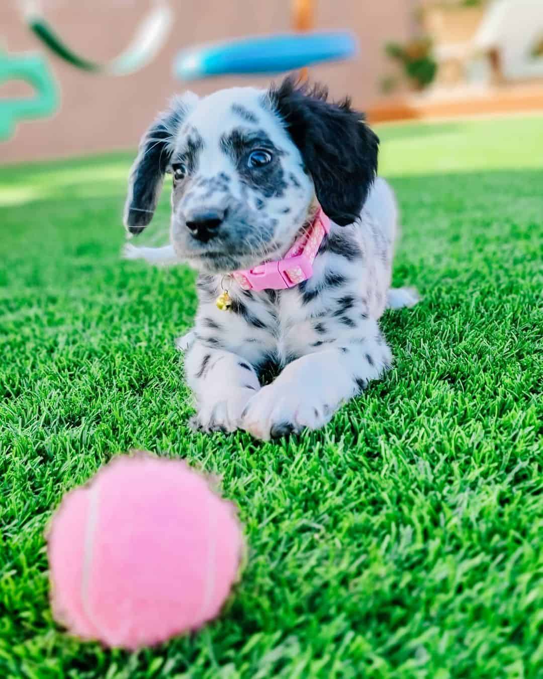 long coat dalmatian puppy lying down on the grass outdoor lawn