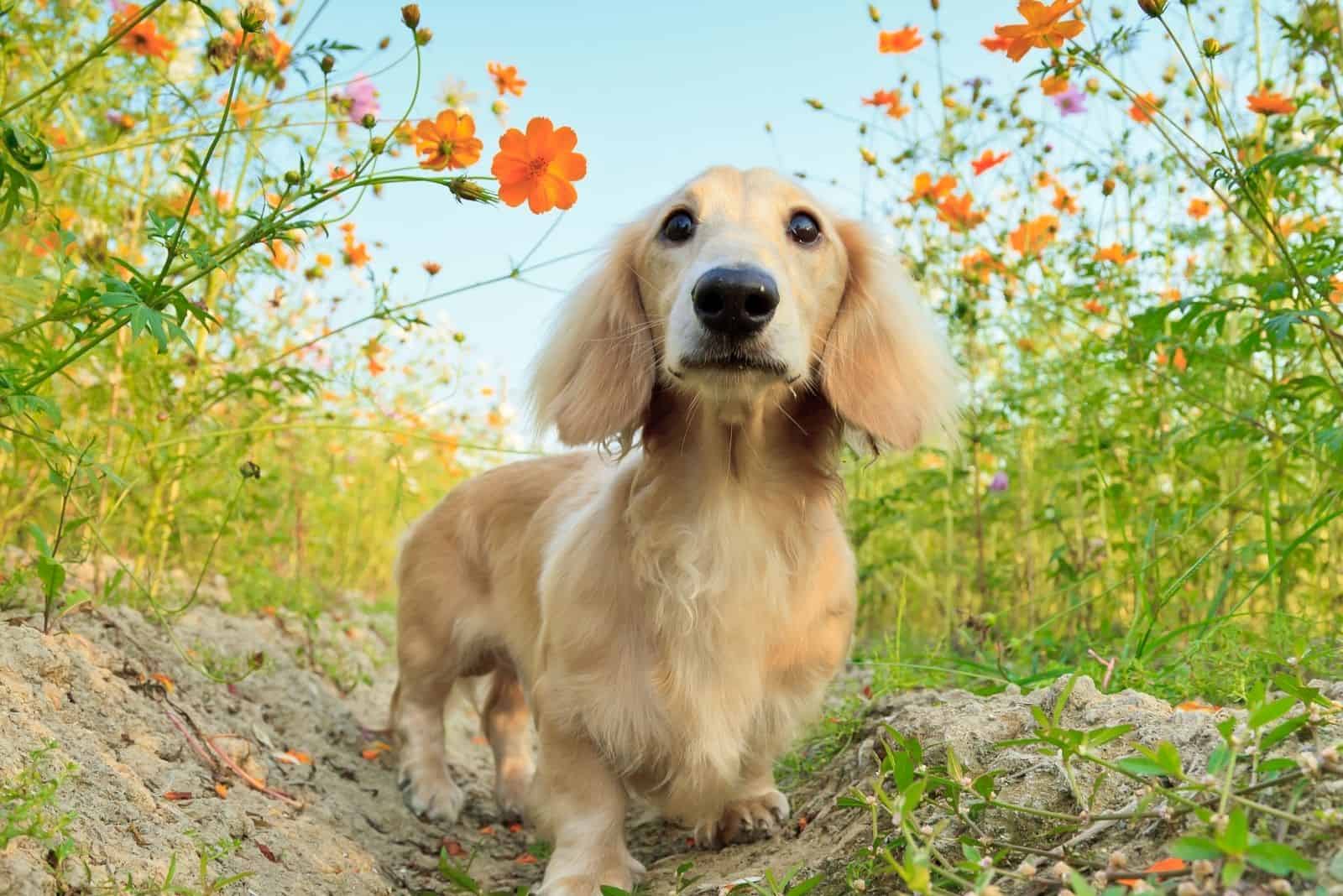 long hair dachshund playing in the garden