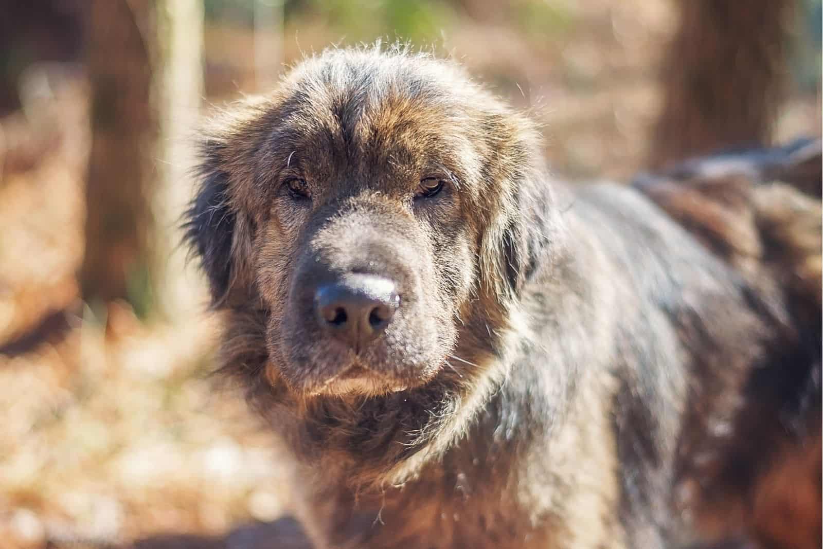 long hair shar pei mix standing outdoors