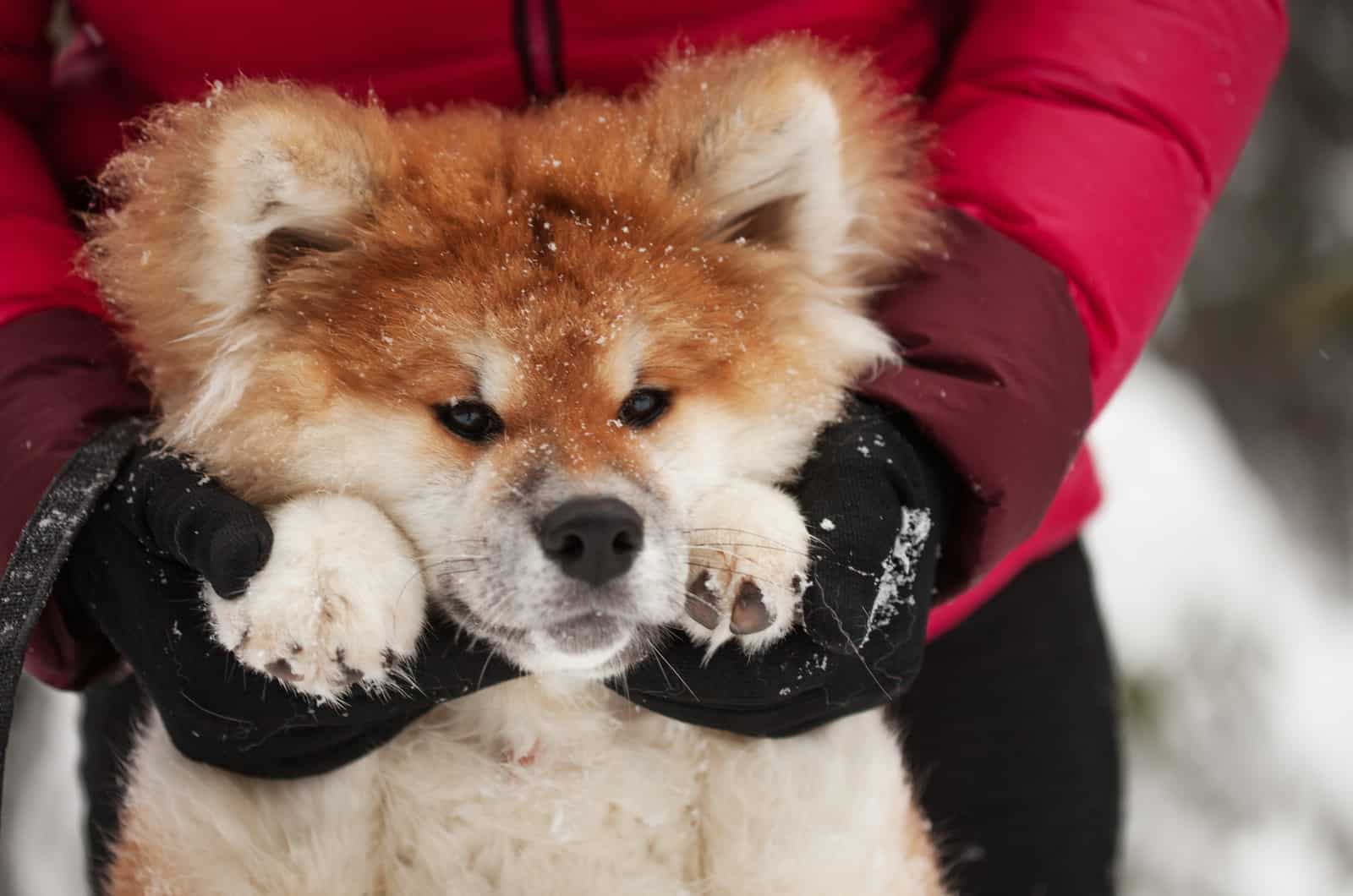 long haired akita in winter