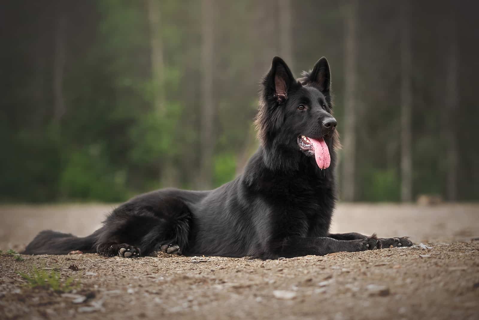 Long-Haired Belgian Malinois: All The Information You Need