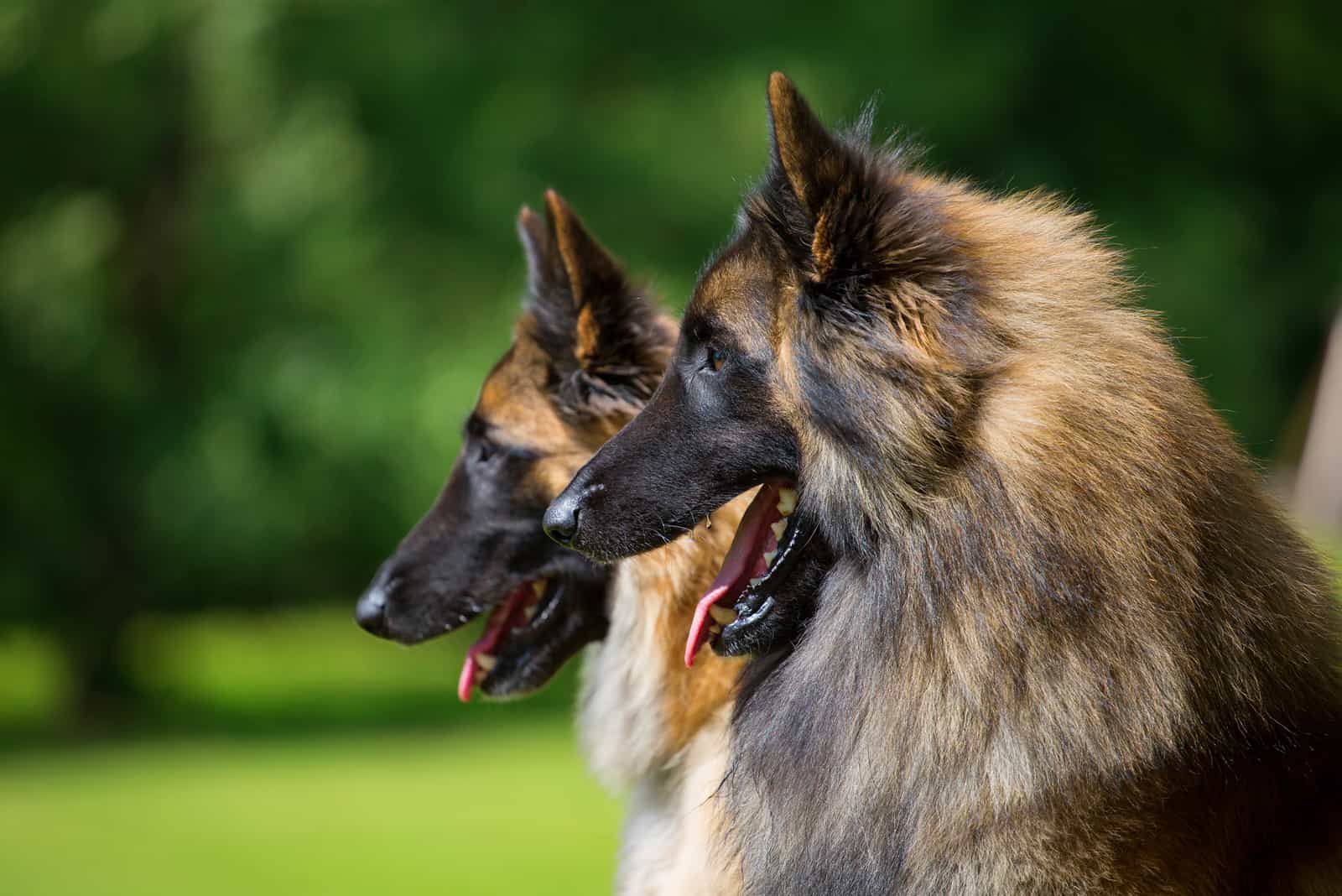 Long-Haired Belgian Malinois and Belgian Malinois side profil