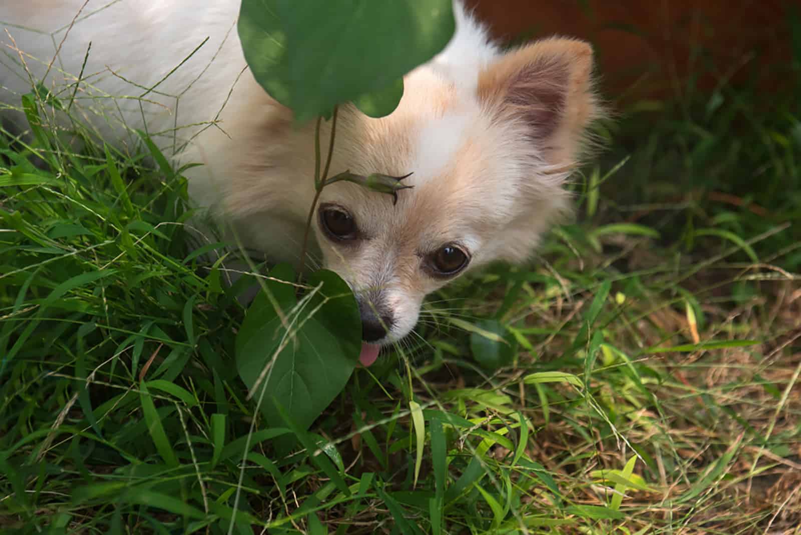 long haired chihuahua hiding in the garden