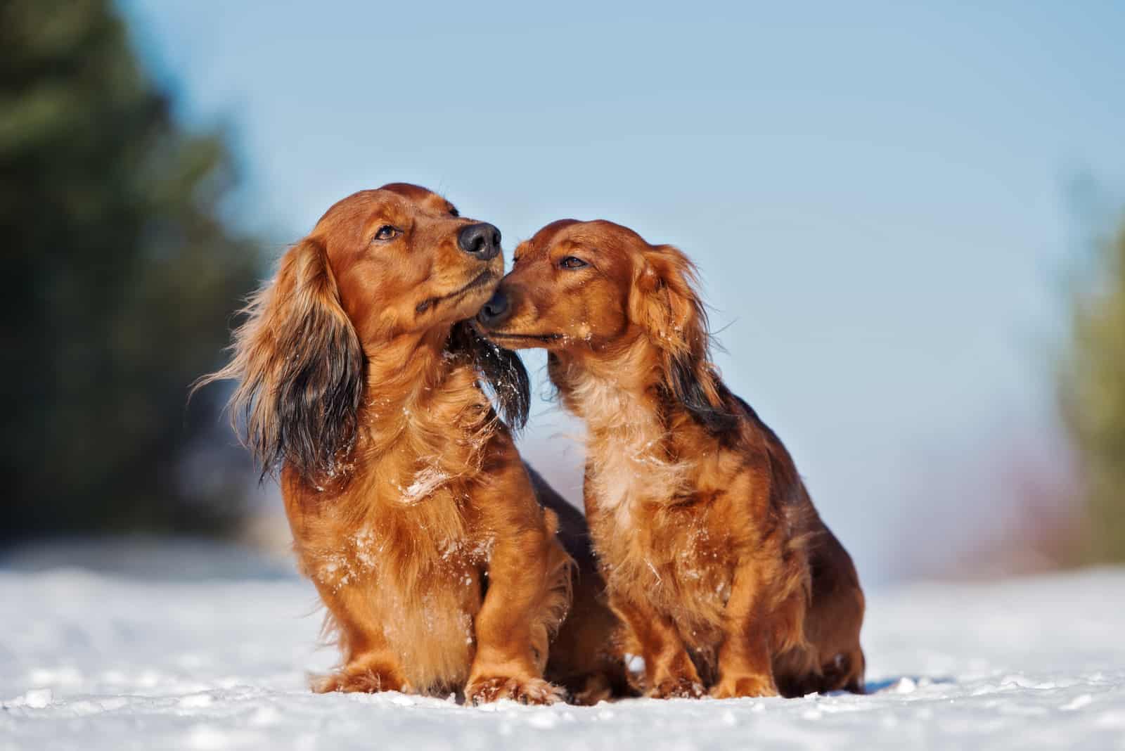 Long Haired Dachshunds