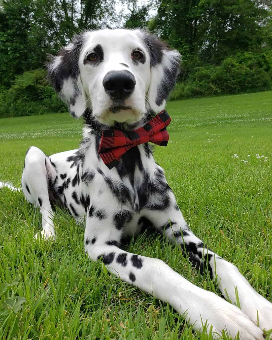 long haired dalmatian