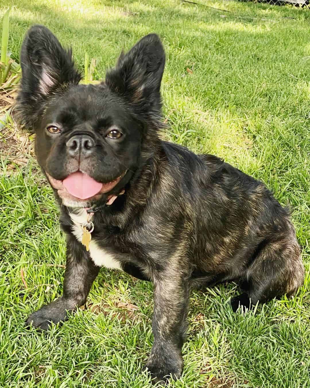 Long Haired French Bulldog