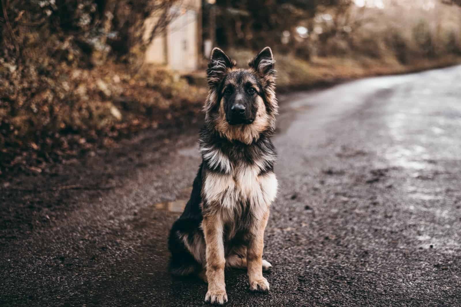 long haired german shepherd portrait