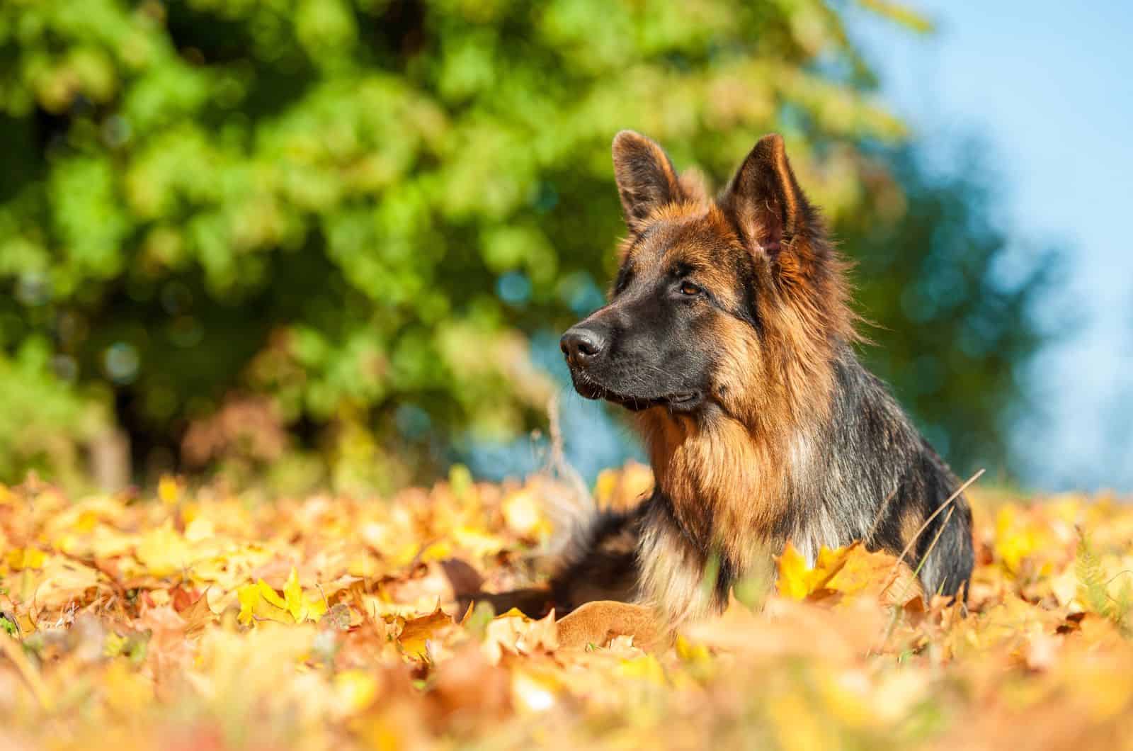 Long Haired German Shepherd sitting in park