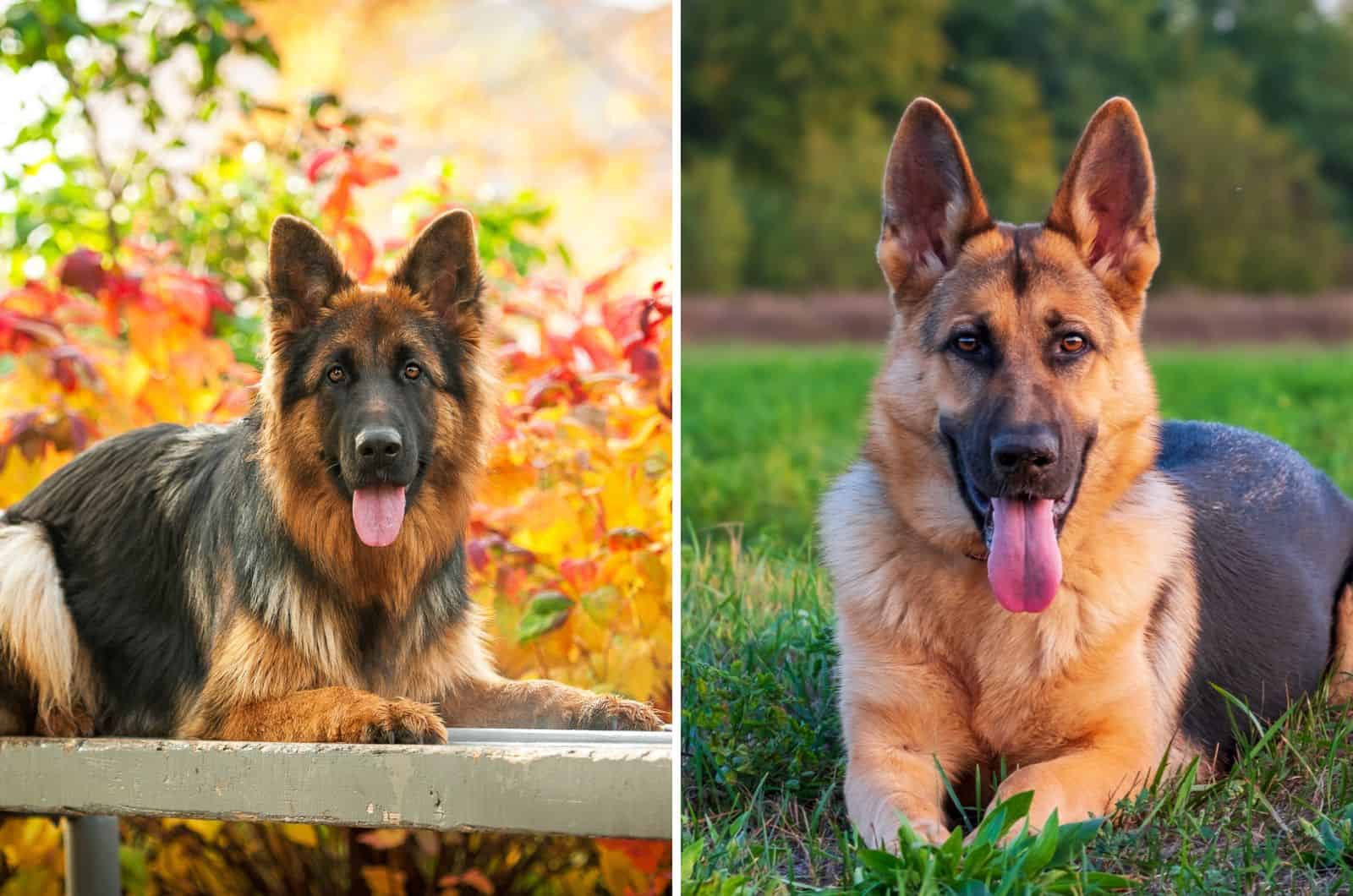 Long Haired German Shepherd Vs Short Haired: Which Is Better?