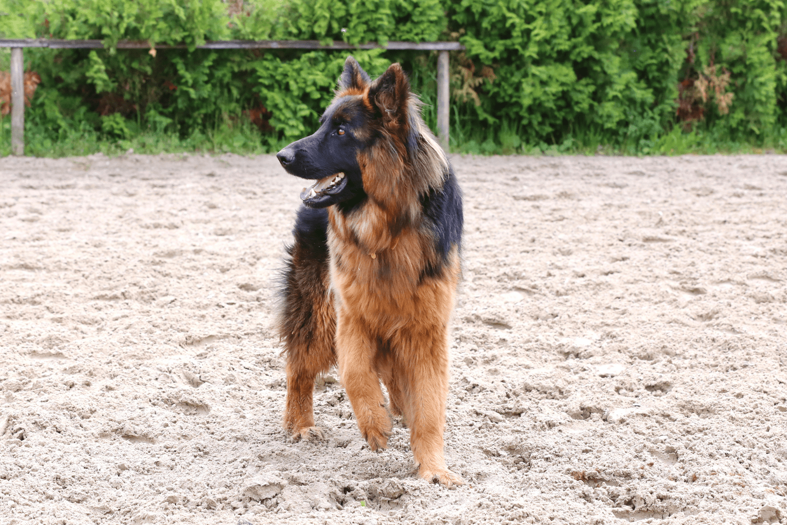 Long Haired German Shepherd