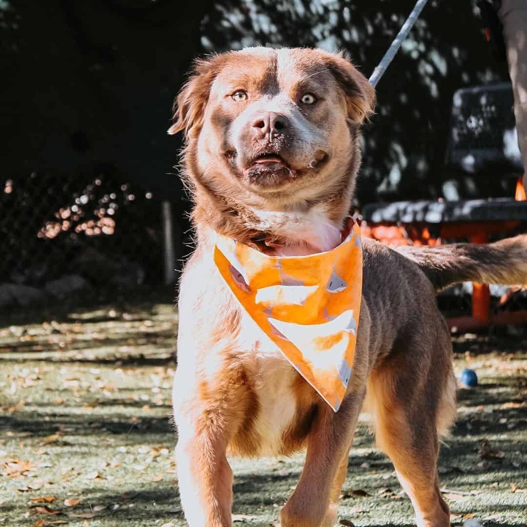 Long-Haired Pitbull posing for photo