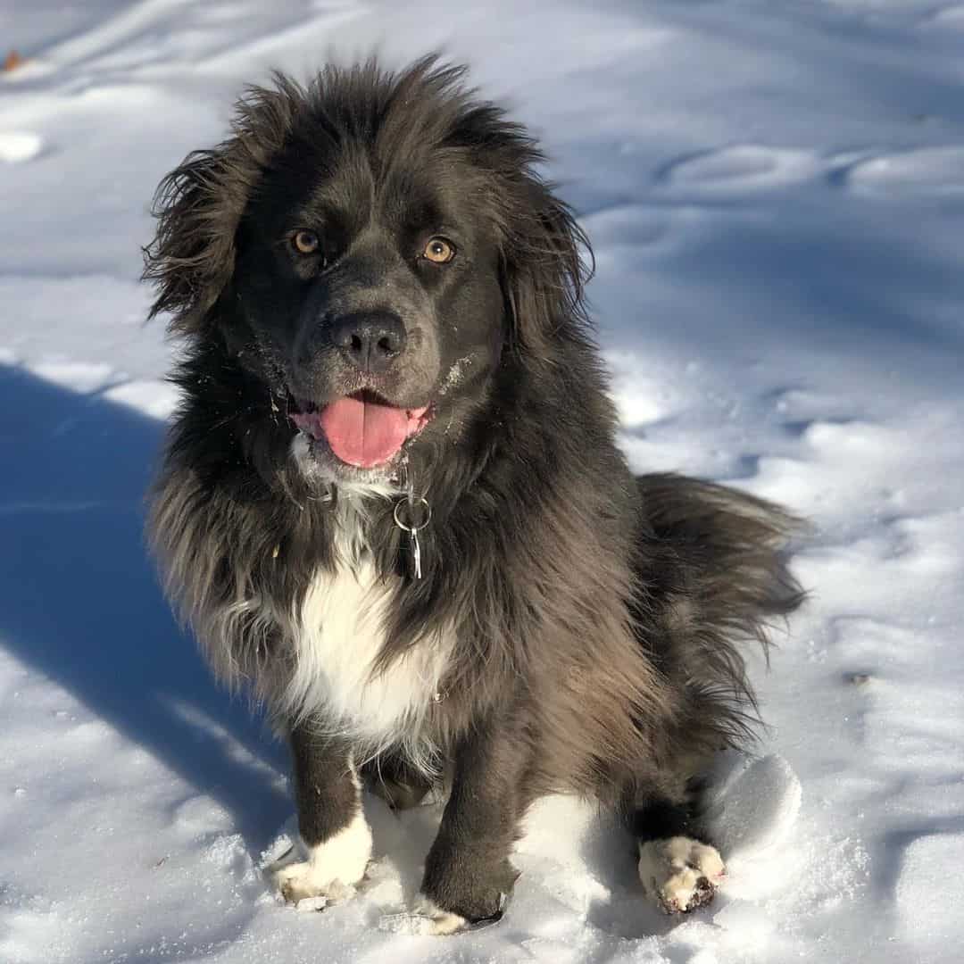 long-haired Pitbull  sitting in snow