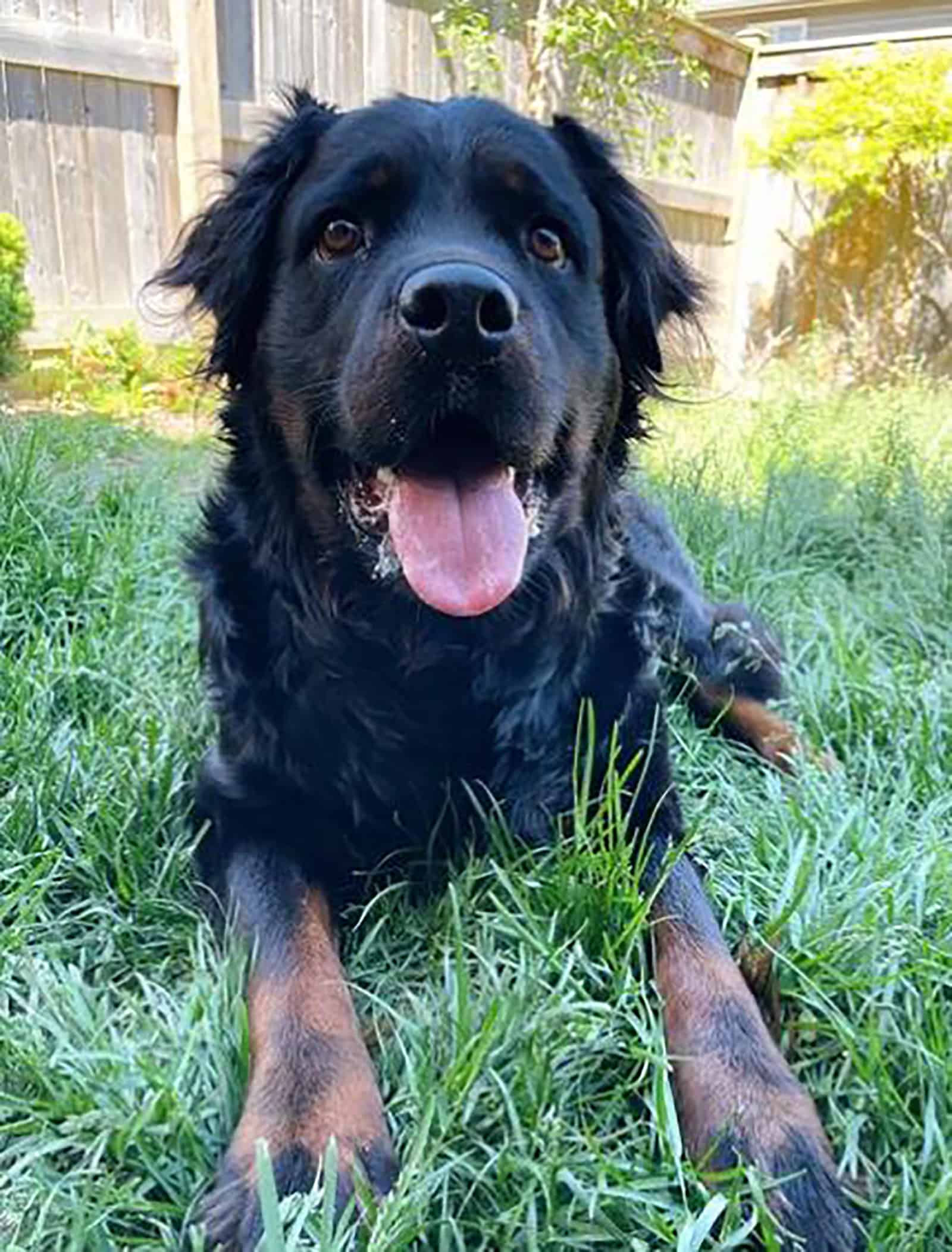 long haired rottweiler