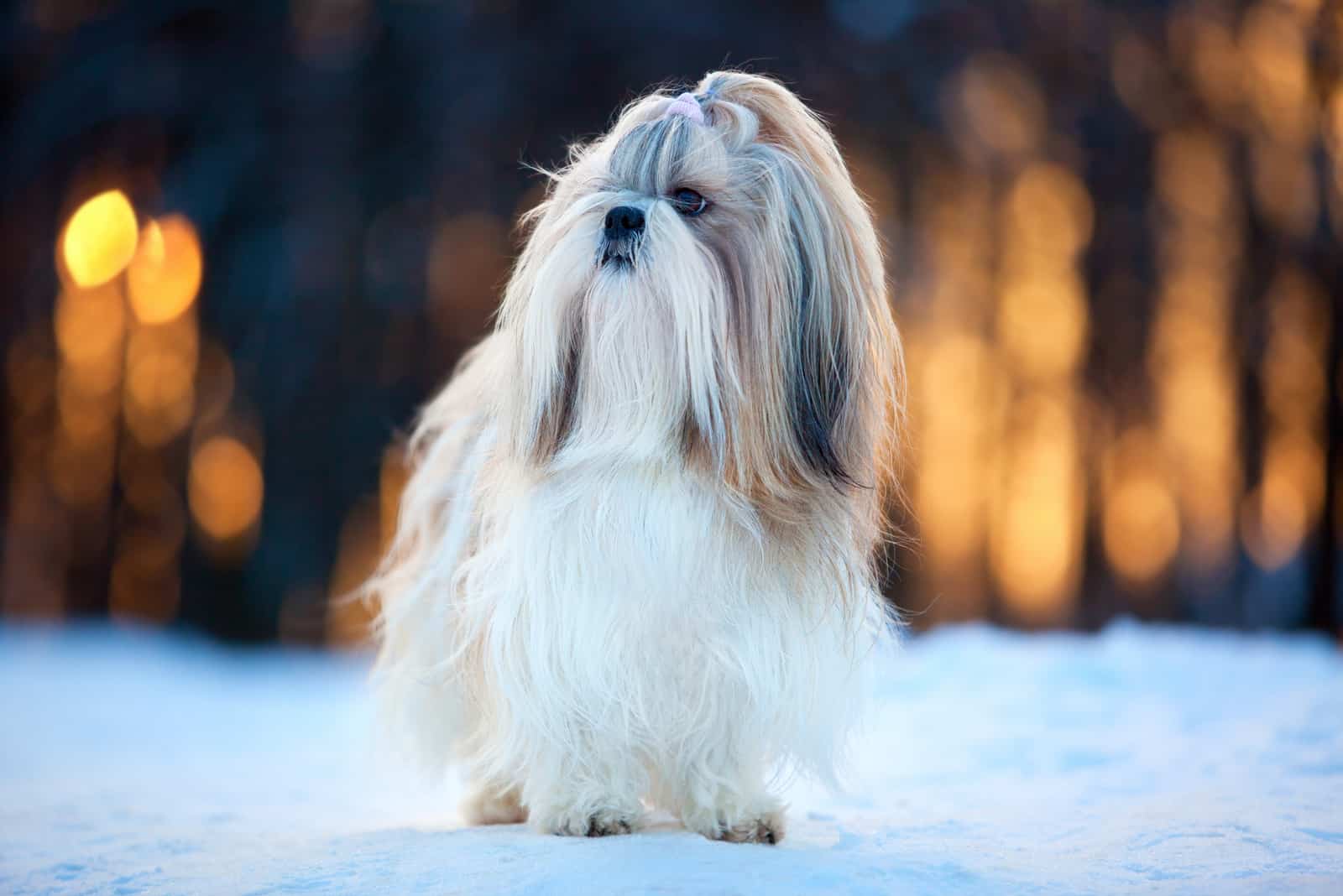 long-haired shih tzu