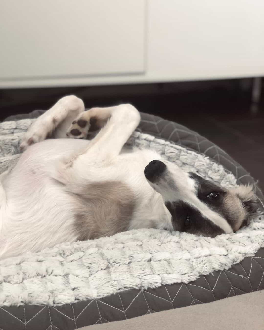 long haired whippet lying in dog bed