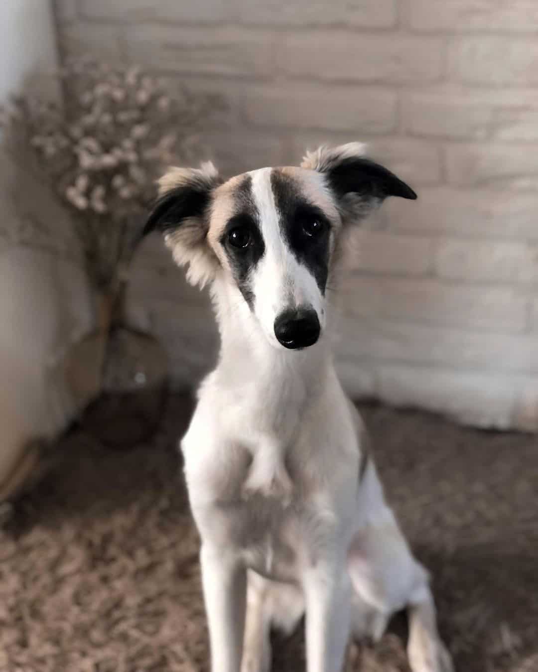 long haired whippet portrait