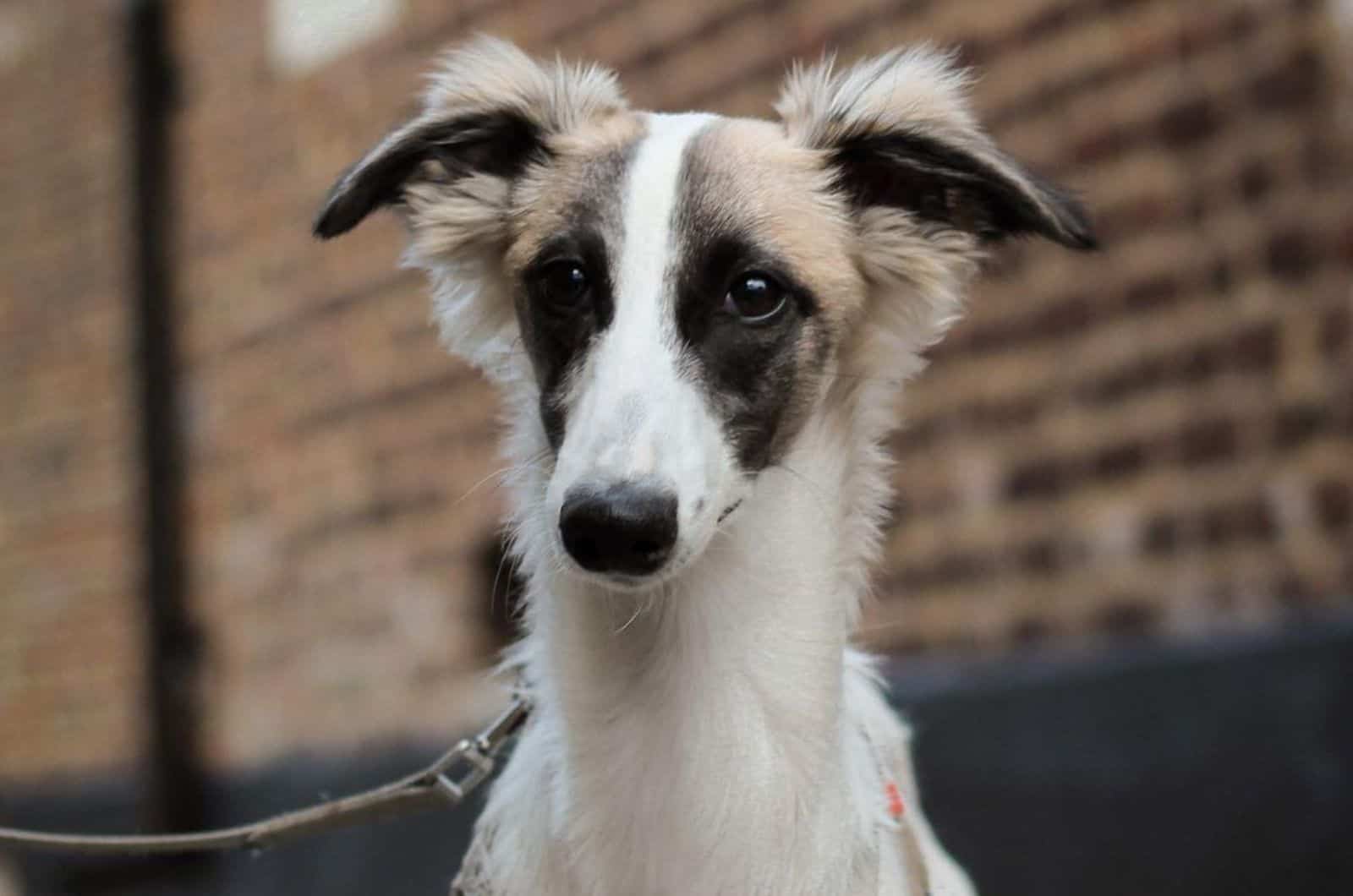 Long Haired Whippet: The Dog With Silky Blow-Dried Hair