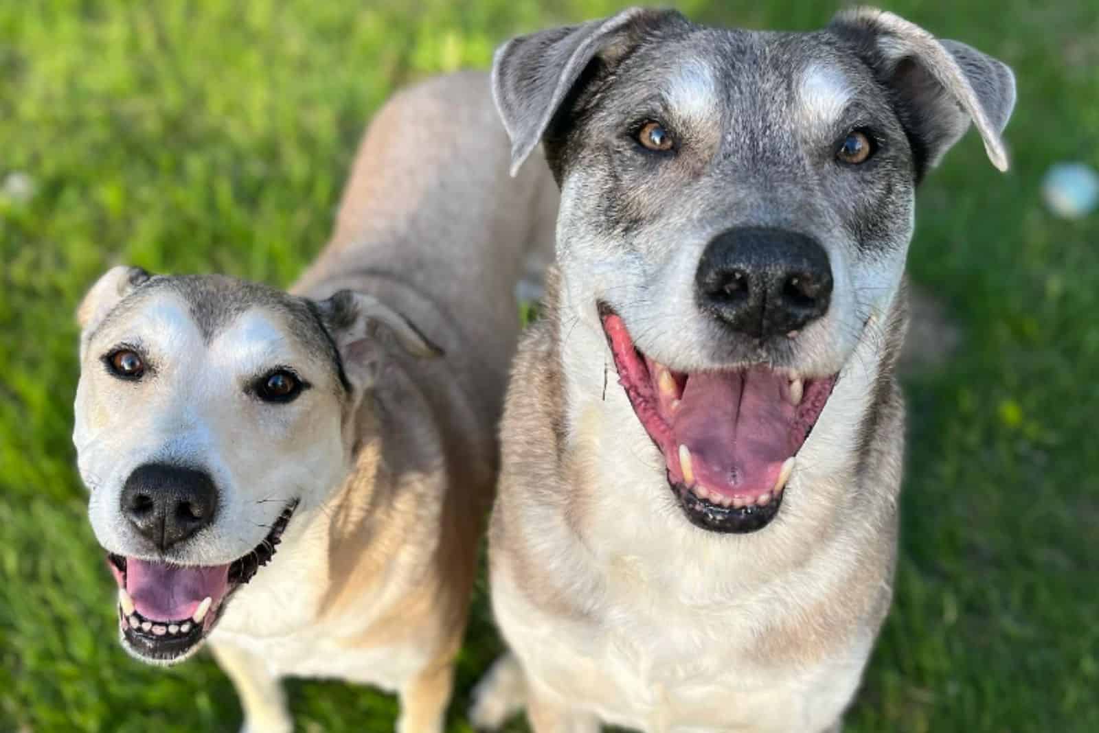 Destiny Brings Long Lost Sibling Dogs Together In A New Home