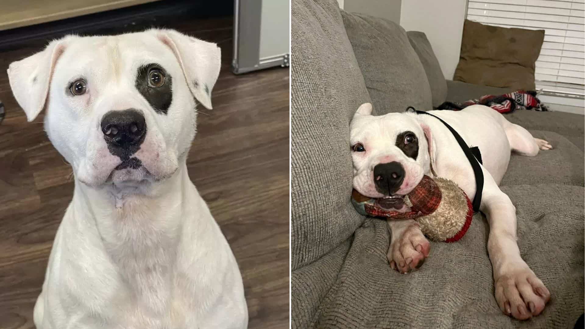 This Sweet Dog Was In A Shelter For A Year And Then One Day Everything Changed